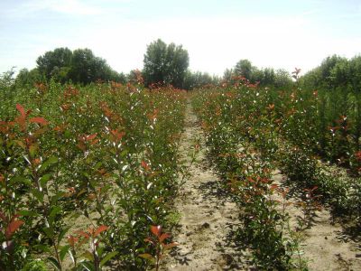 Photinia Red Robin